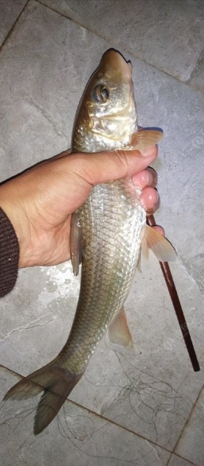 野钓小鱼闹窝怎么办用几号钩,野钓小鱼闹窝怎么解决