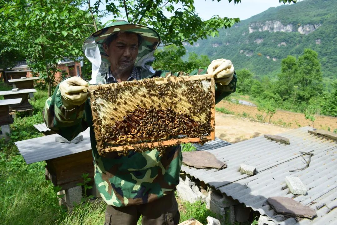 酿造百花蜜,酿造农家百花蜂蜜