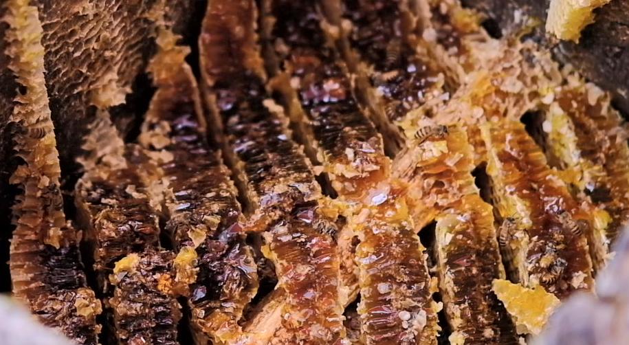 酿造百花蜜,酿造农家百花蜂蜜