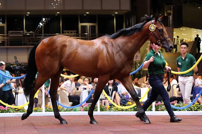 香港马匹拍卖价,香港马匹拍卖现场视频