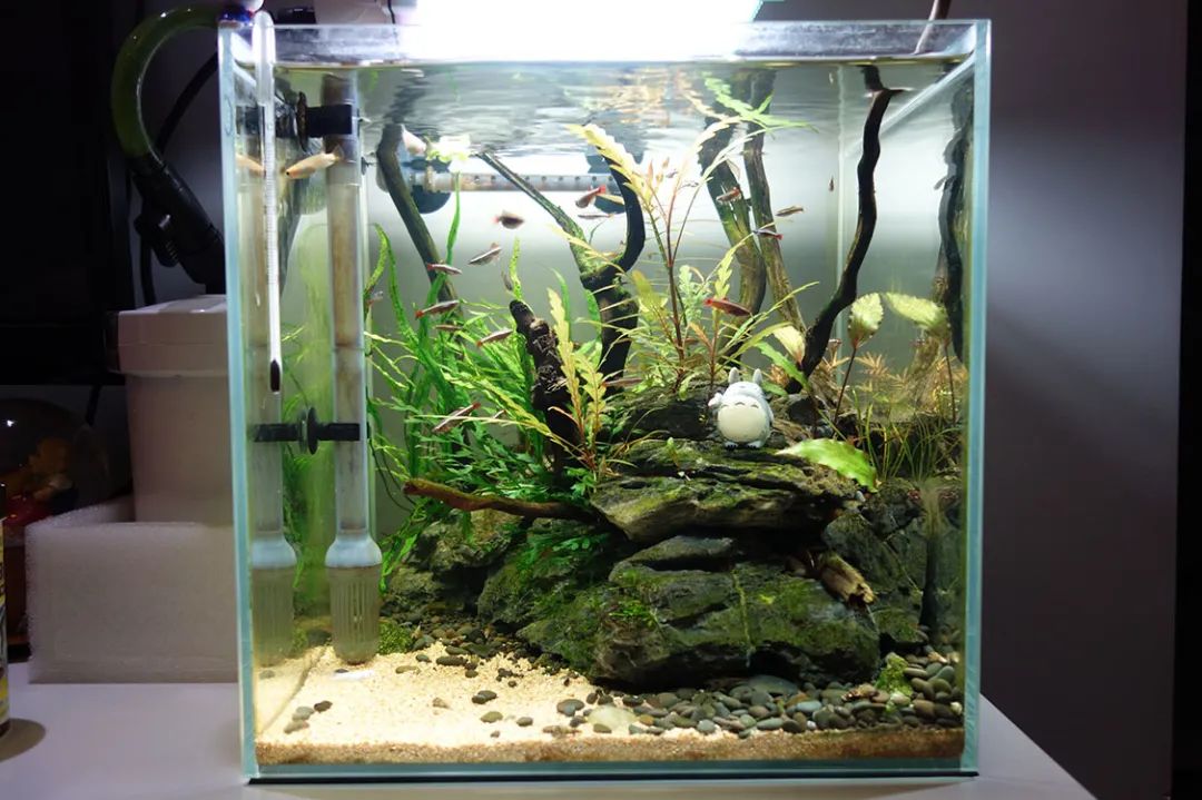 为了宝宝出掉草缸，最后还是耐不住寂寞啊