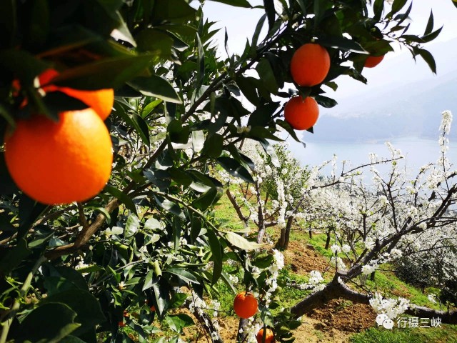 山海一家亲,共品巫山味!巫山农产品线上特卖会今儿“开市”