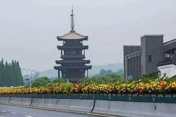 市花月季介绍,月季花在中国几个城市被选作市花