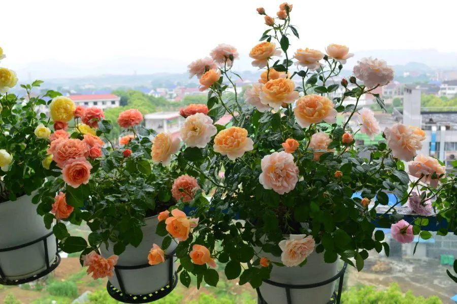 市花月季介绍,月季花在中国几个城市被选作市花