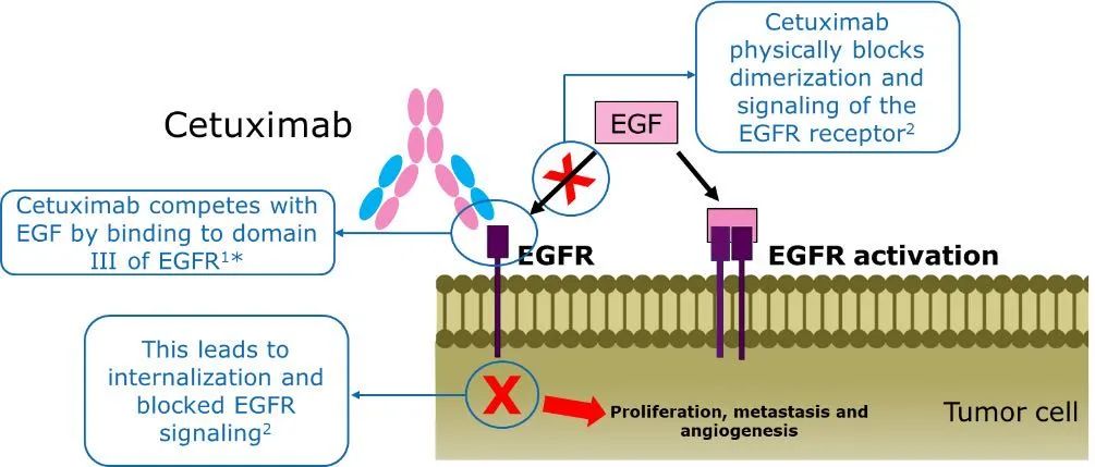 头颈部鳞癌免疫治疗价格,头颈部鳞癌免疫治疗进展ppt
