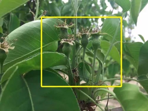 库尔勒香梨无人机授粉,库尔勒香梨高效授粉