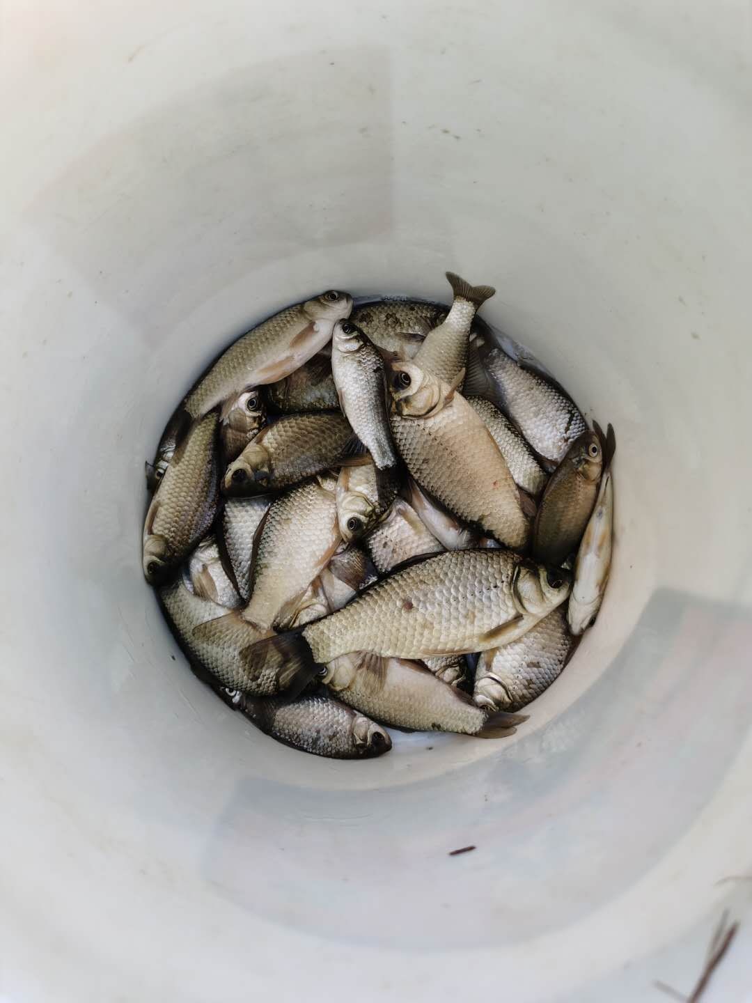 打窝怎么打才能聚鱼,哪种打窝方法最诱鱼