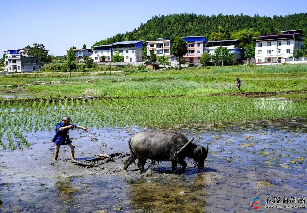 你妈叫你回家插秧了原版,你妈喊你回家插秧的图片