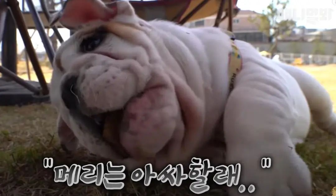 小奶狗怎么越吃越瘦是什么原因,小奶狗太瘦如何快速长胖