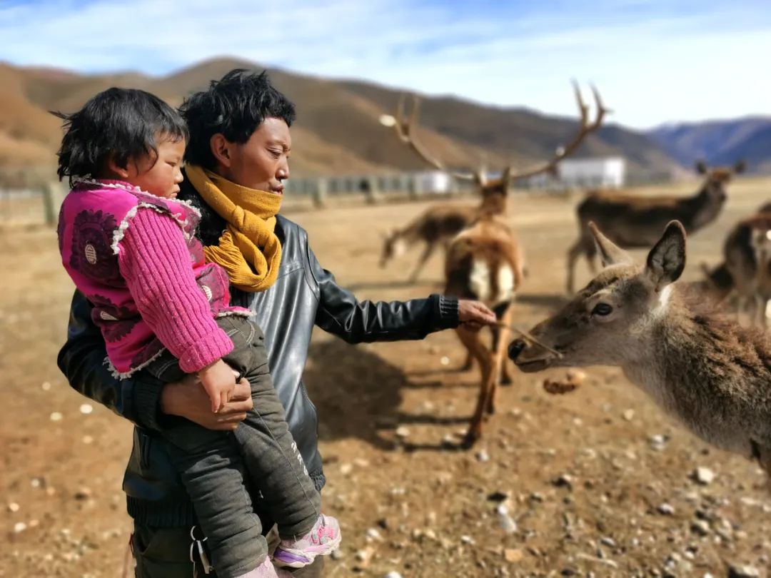 闈掕棌楂樺師涓婄殑椹箍,楂樺師涓婄殑椹箍