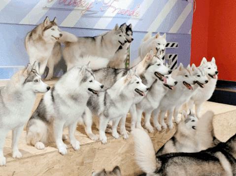 网友吸猫撸狗,吸猫撸狗的地方