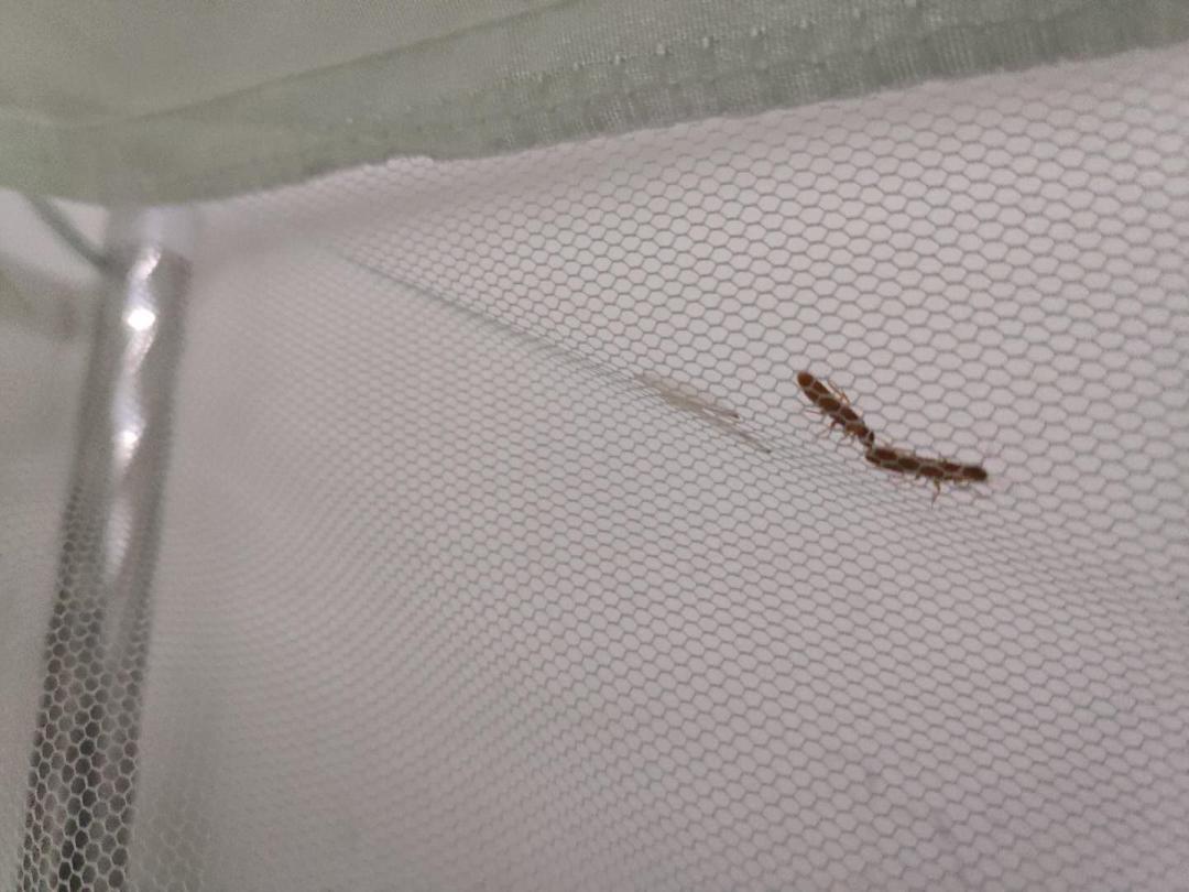 白蚁大军来袭遇到千万别盲目消杀,南宁白蚁大军最新消息