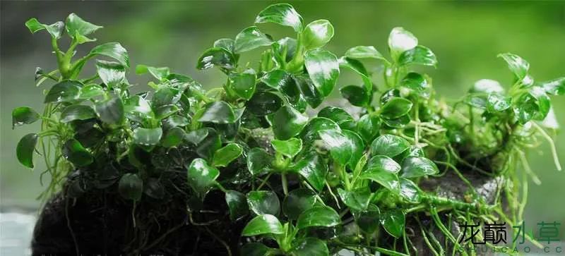 11个水产养殖的土办法,水溶肥的施肥方法和禁忌