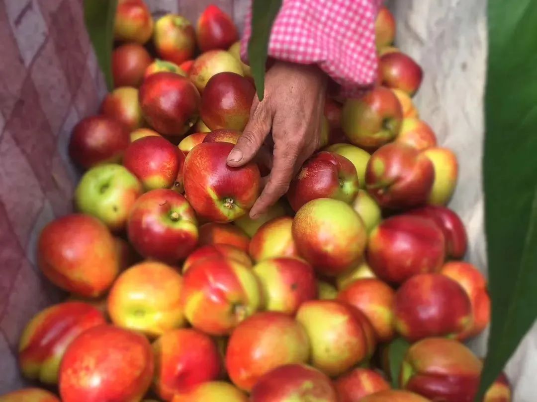 油桃汁水,黄心油桃5斤应季大桃子