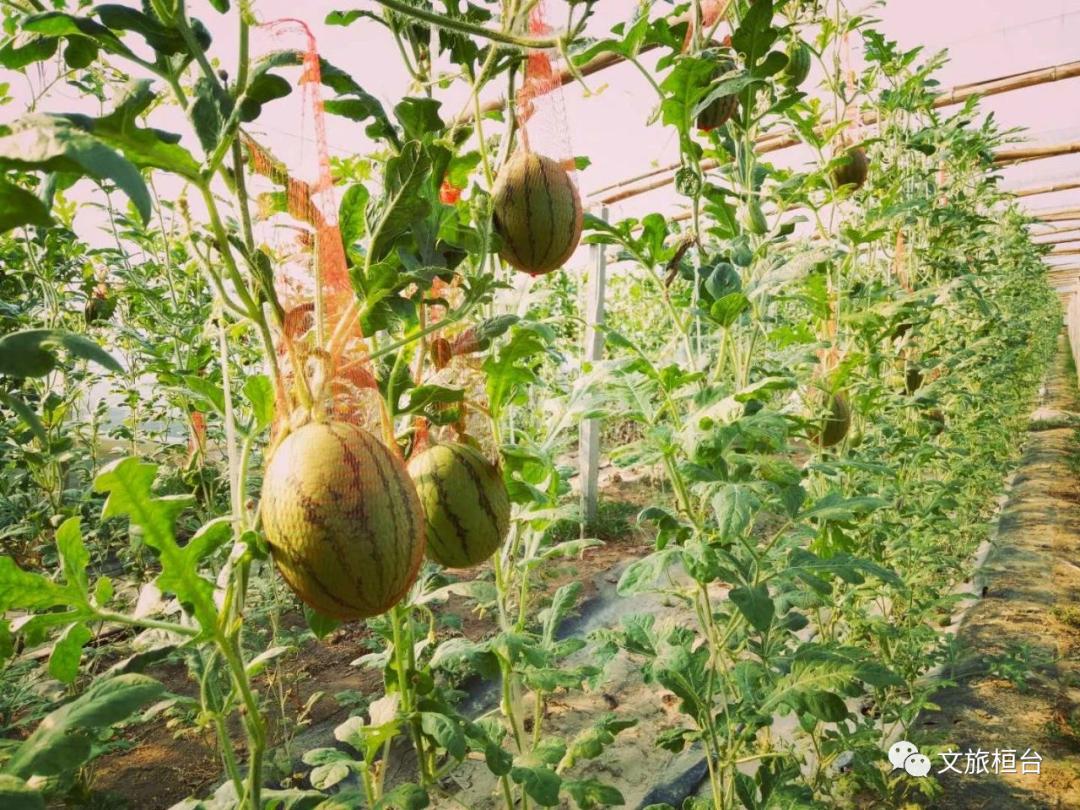 淄博博山区门票免费政策,淄博周边免票