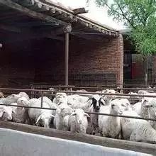 小尾寒羊常见疾病,羊常见的疾病防治100例视频