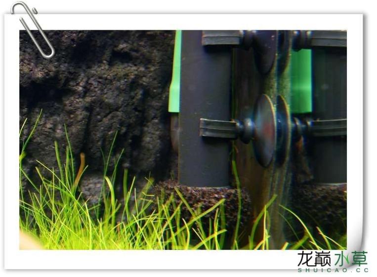 小猴飞狐黑毛藻克星,小猴飞狐和黑虾哪个好用