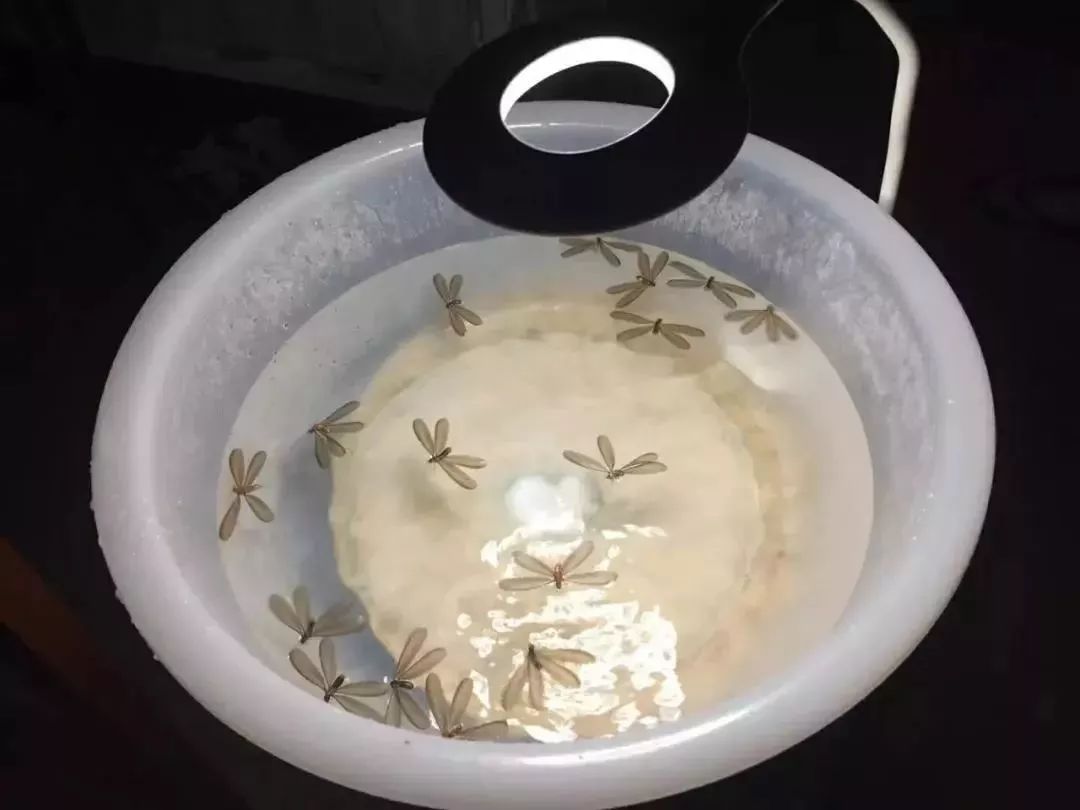 屋里白色小飞虫咬人,家里好多黑色的带壳小飞虫咬人吗