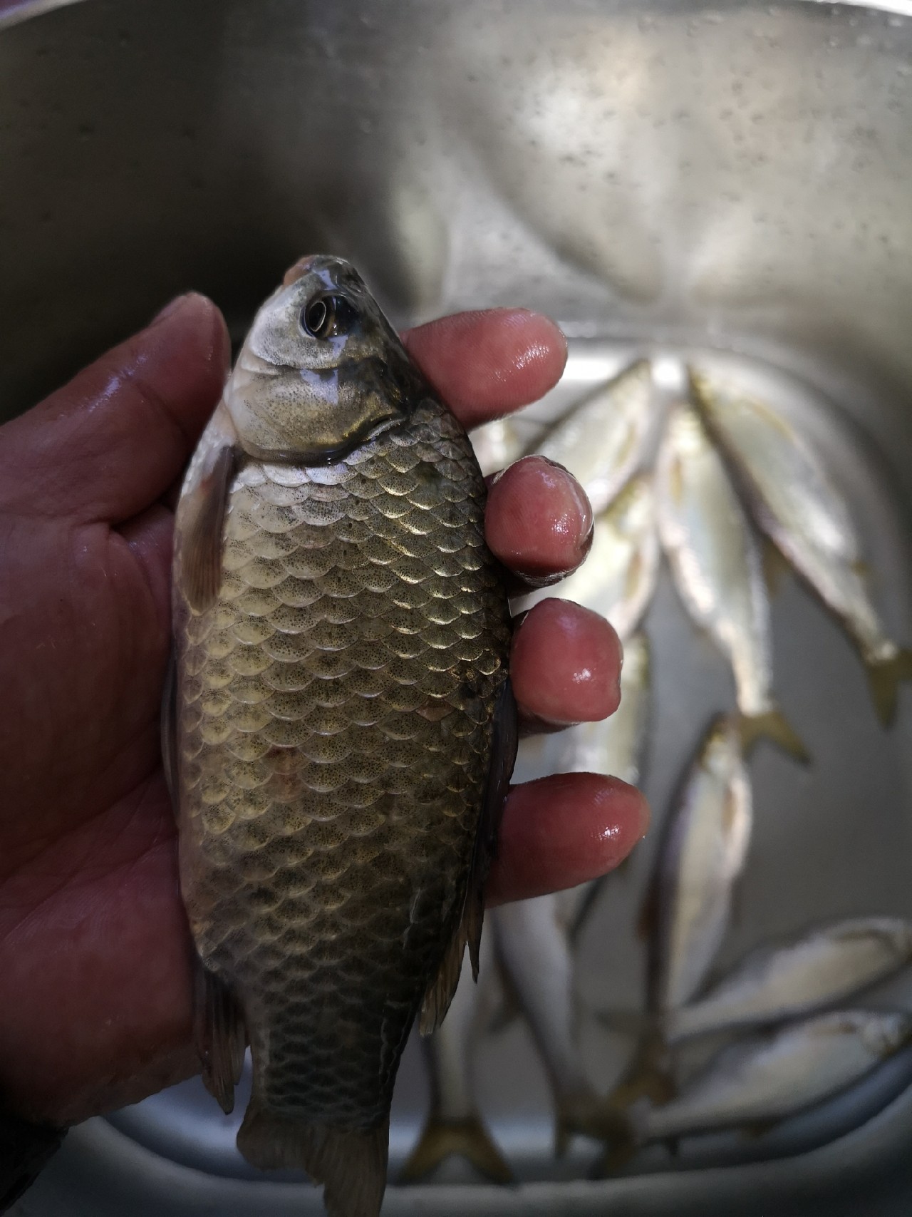 大餐条拉得很有手感，就是太费子线
