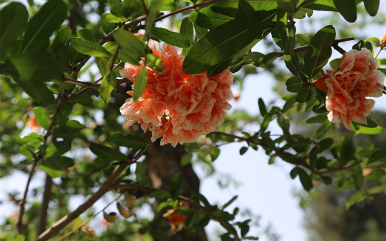 二十四节气歌顺口溜是谁编的,二十四节气顺口溜完整版下载