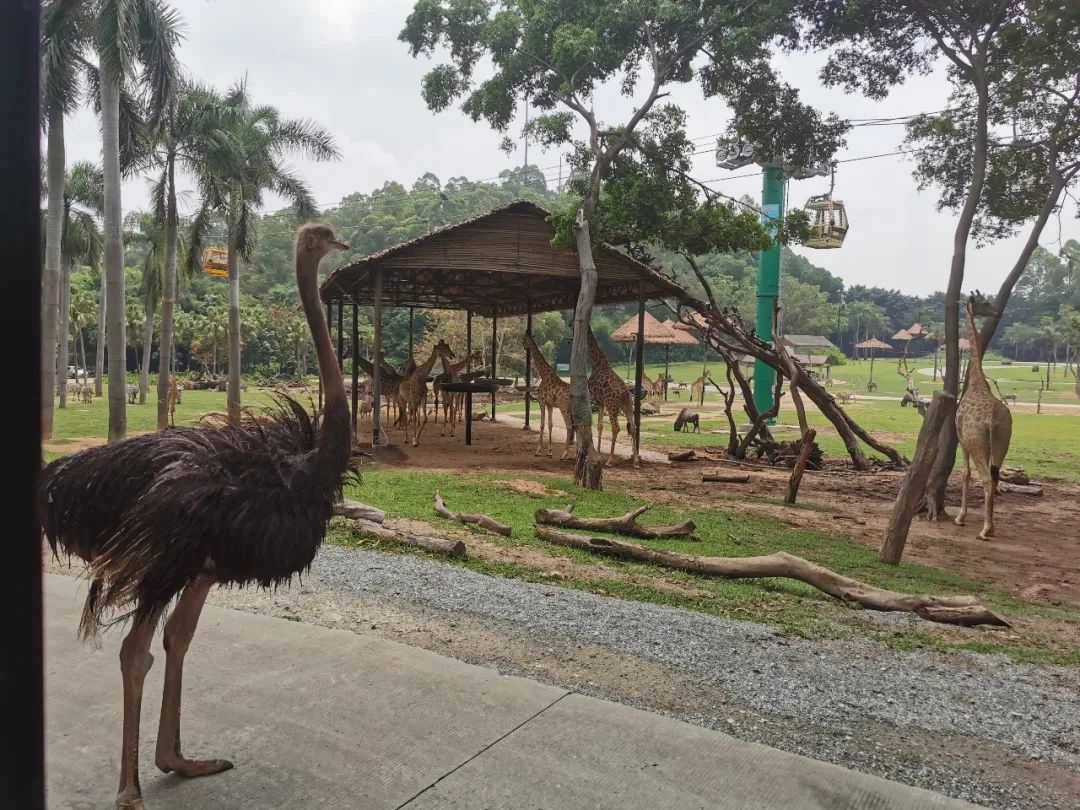 最新广州长隆野生动物园南门攻略,广州长隆动物园的白虎简介