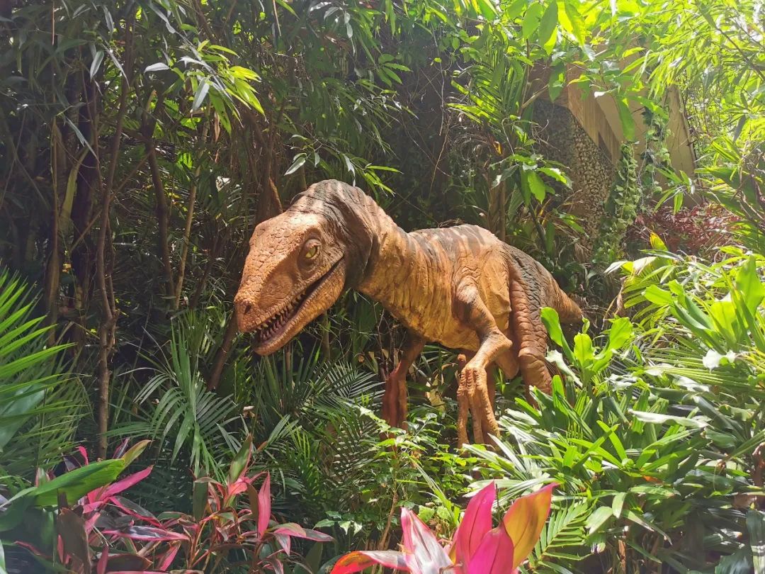 最新广州长隆野生动物园南门攻略,广州长隆动物园的白虎简介