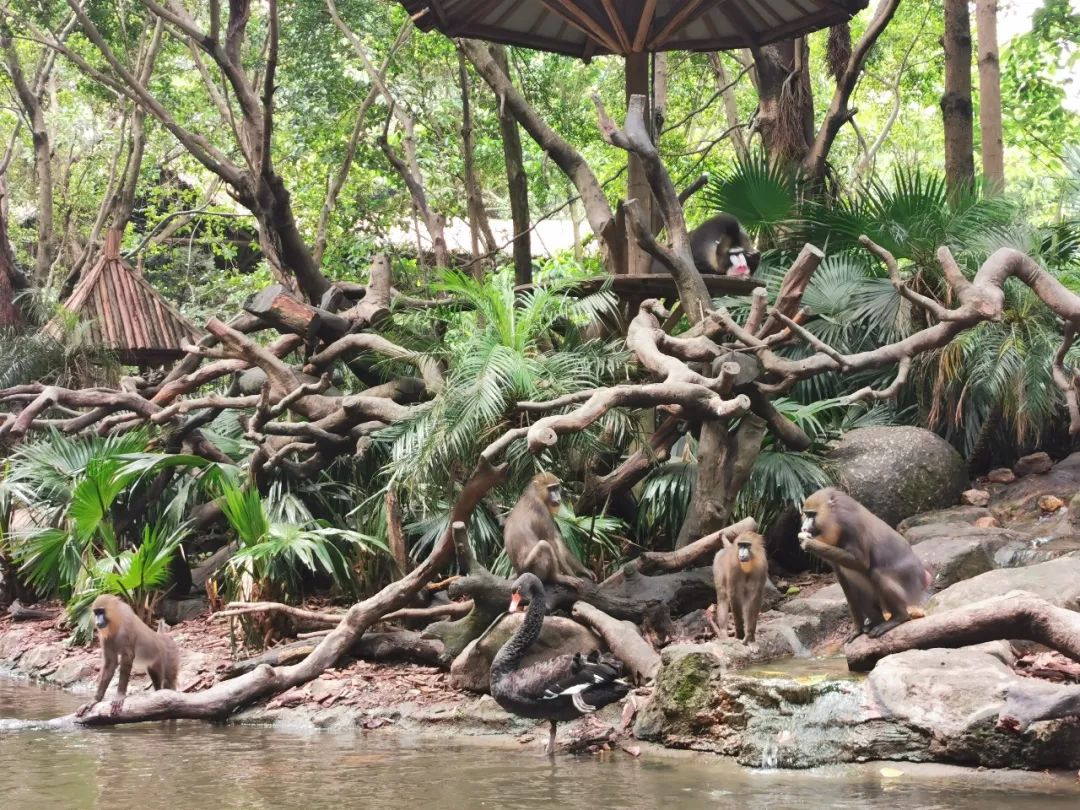最新广州长隆野生动物园南门攻略,广州长隆动物园的白虎简介