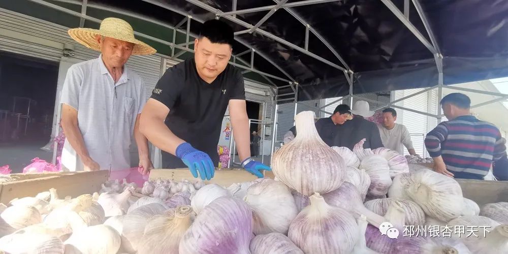 大蒜收获季!邳州强化服务助农解忧
