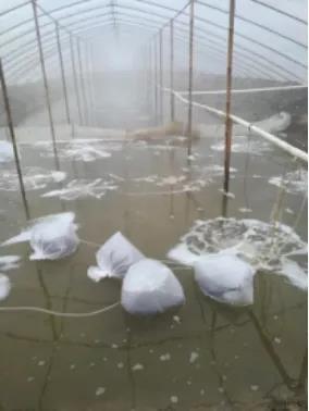 虾稻混养最佳方案,虾混养成功案例