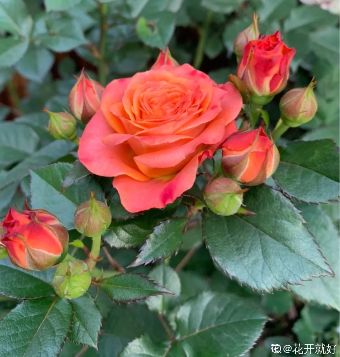 绿道科普展,绿道科普看初夏街头满目芳菲