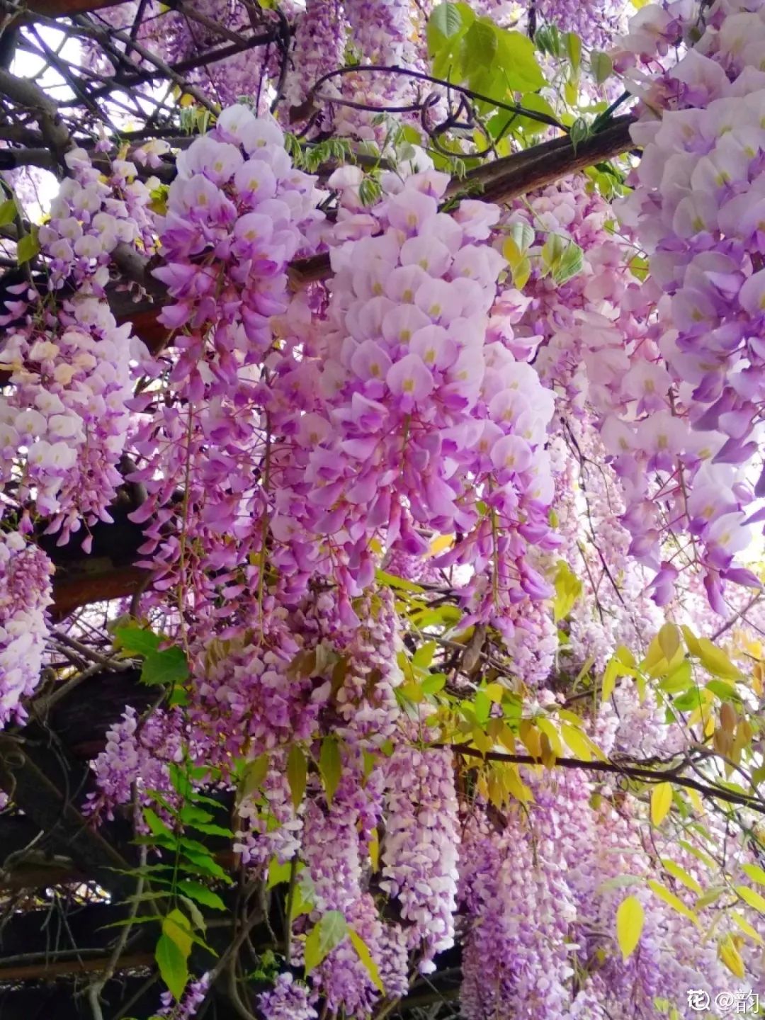 绿道科普展,绿道科普看初夏街头满目芳菲