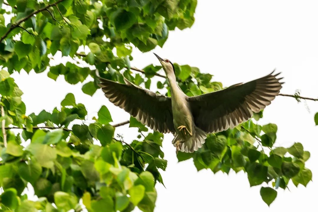 未来五年江阴这里真的会大变样吗,新动作新气象