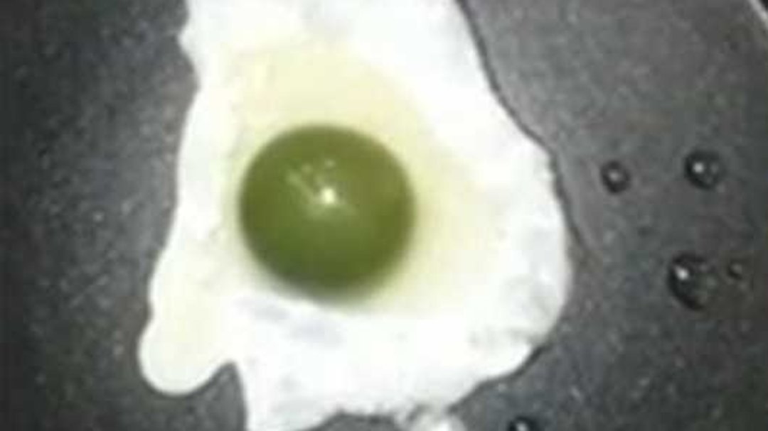 神奇小鸡出生了,神奇小鸡无壳孵化