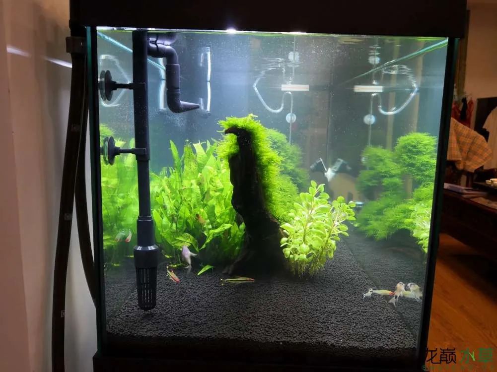 草缸1.2米生命之树造景,草缸造景60厘米大师作品