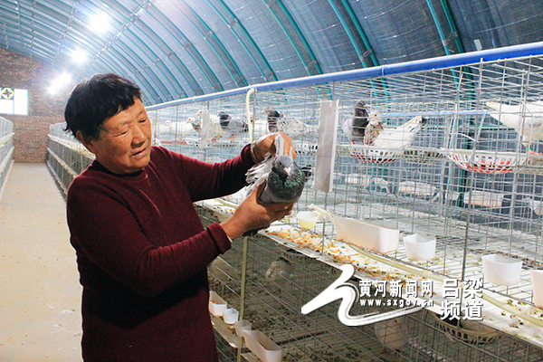 吕梁信鸽市场在哪里,吕梁信鸽批发市场