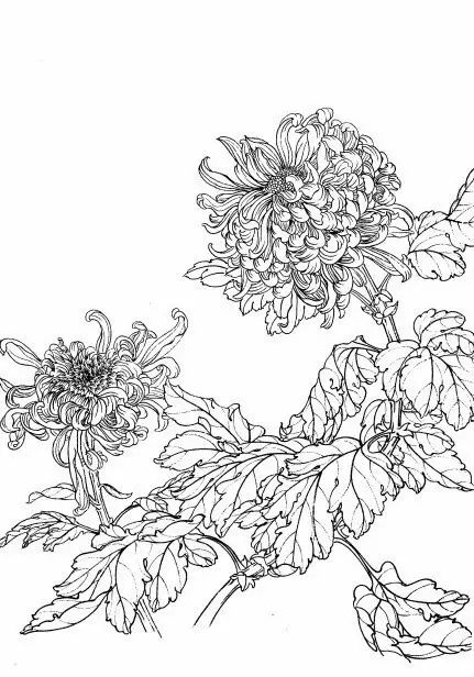 白描菊花国画如何上色,国画白描菊花图片大全