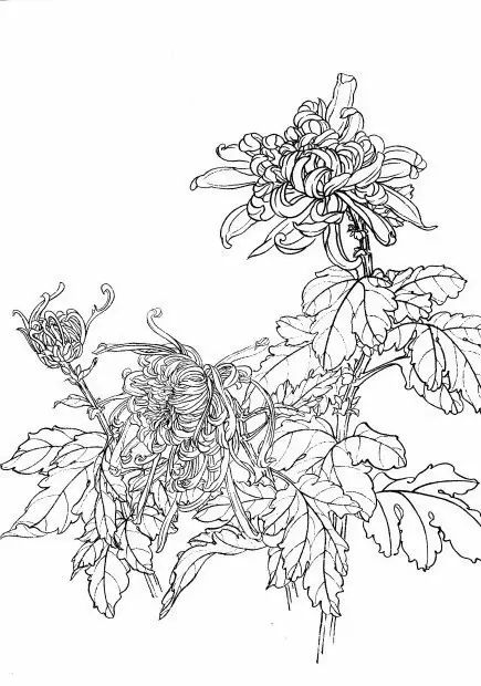白描菊花国画如何上色,国画白描菊花图片大全