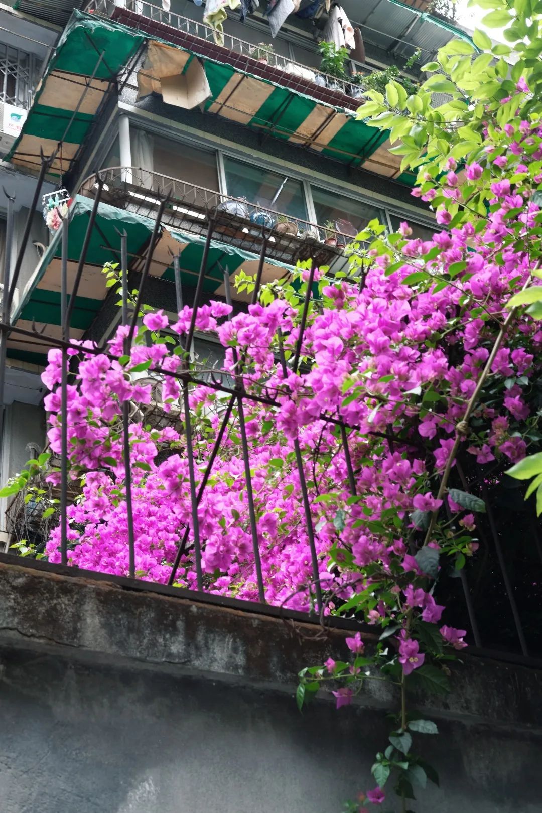 少陵路是属于哪个街道,三年前少陵路