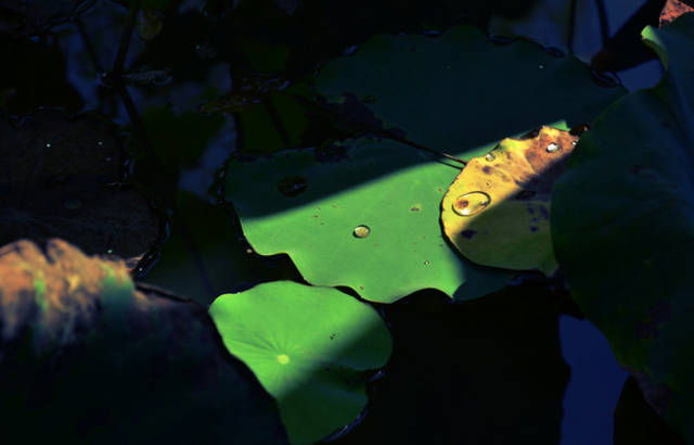 淮阳的荷花真美,又到了赏荷花的季节家门口的美景
