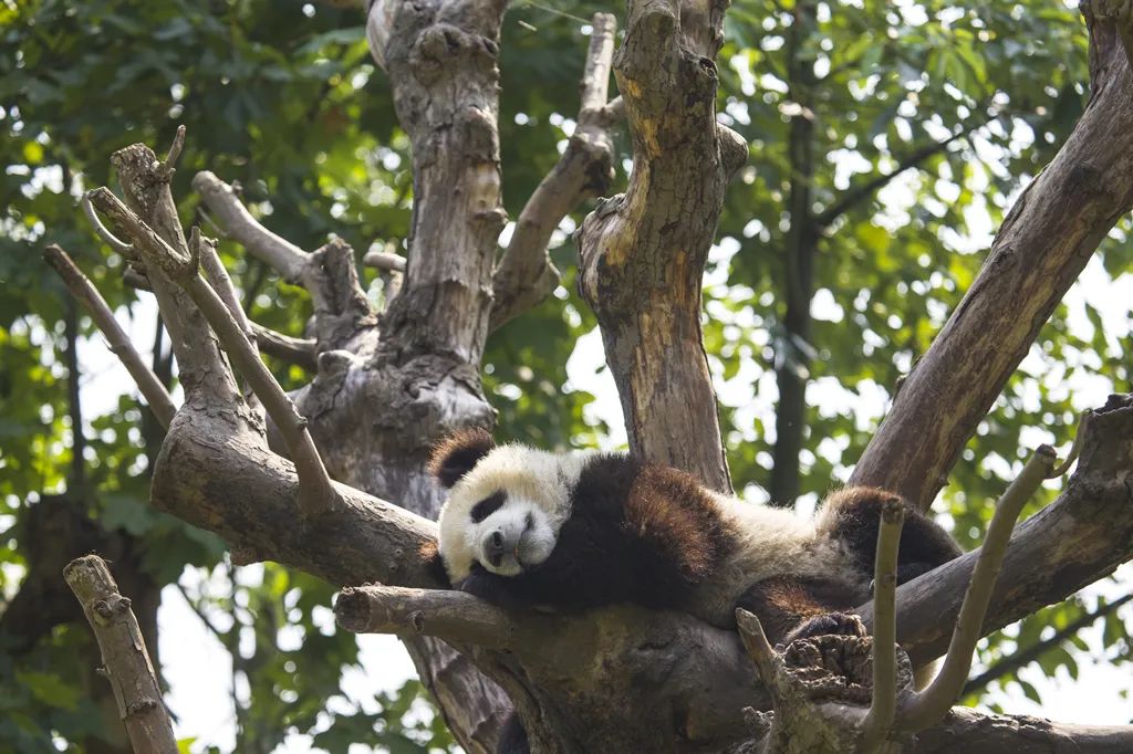 端午假期去哪儿玩都江堰,都江堰景区端午人多不多
