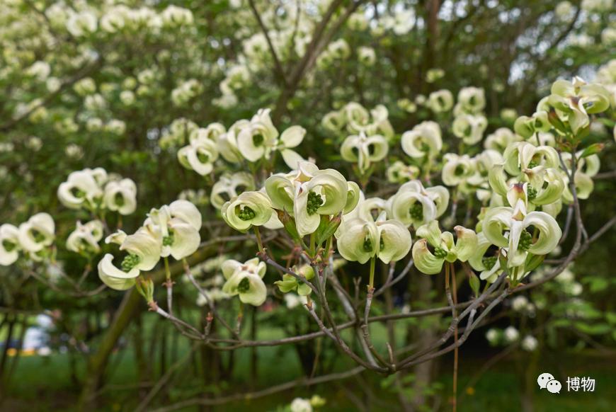 大花四照花花语,大花四照花
