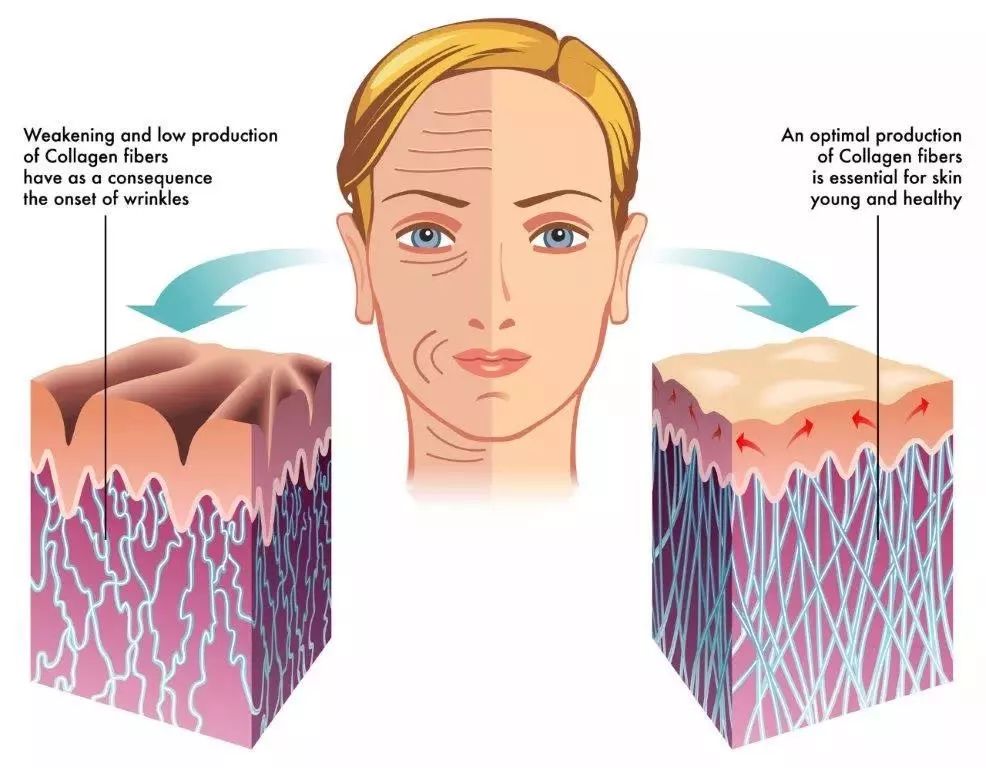 胶原蛋白粉日本,日本美容蛋白粉