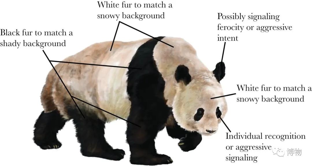 能拍彩色照片的大熊猫,大熊猫为啥不能拥有一张彩色照片