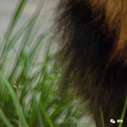 能拍彩色照片的大熊猫,大熊猫为啥不能拥有一张彩色照片