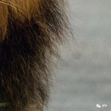 能拍彩色照片的大熊猫,大熊猫为啥不能拥有一张彩色照片