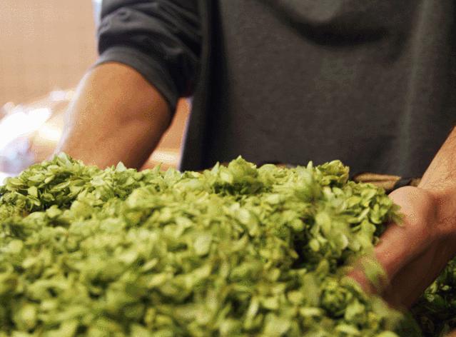 啤酒消痘痘,喝啤酒会消除痘痘吗