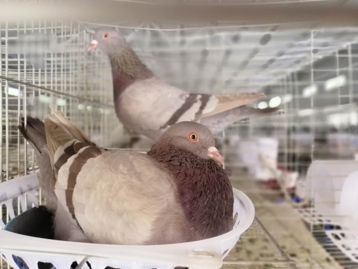 小小鸽子蛋带贫大前景