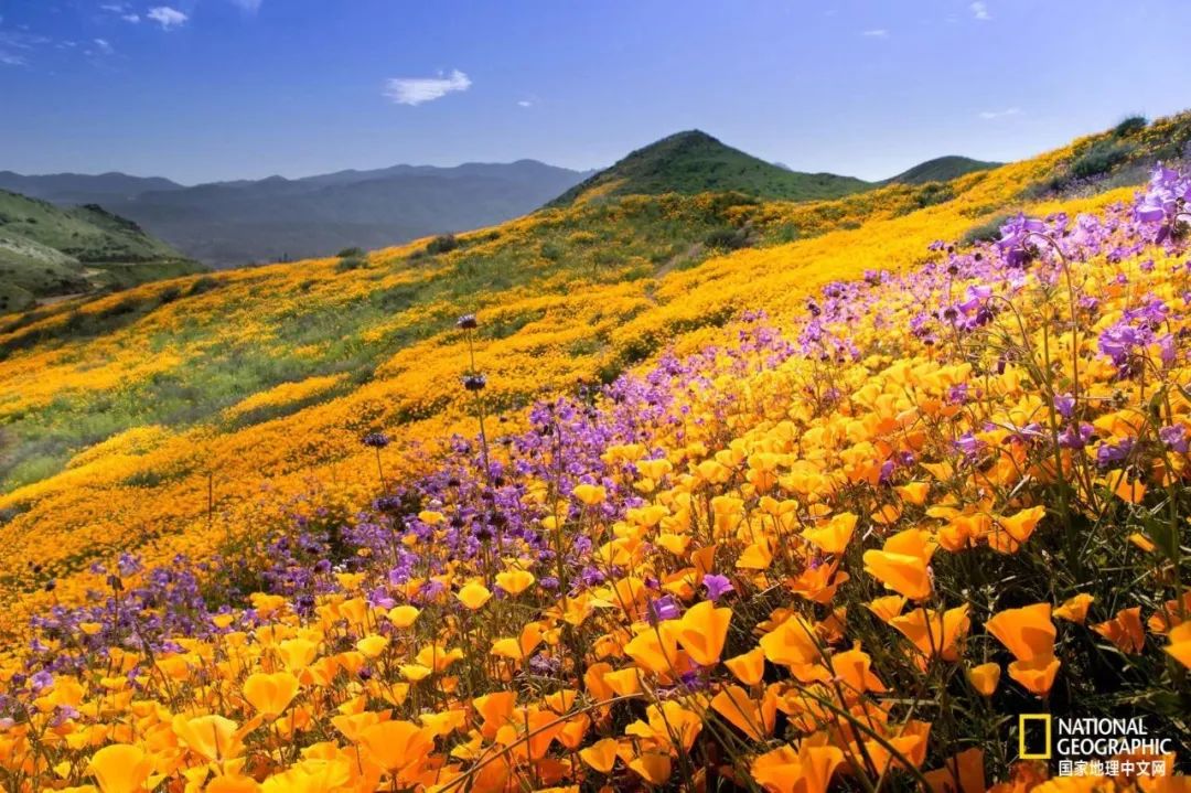 芒种至仲夏始人生丰收时,芒种至仲夏始介绍