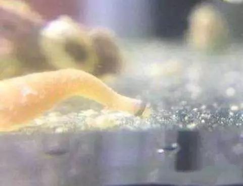 活石掉的粉末有害吗,活石里面虫子会寄生小鱼吗