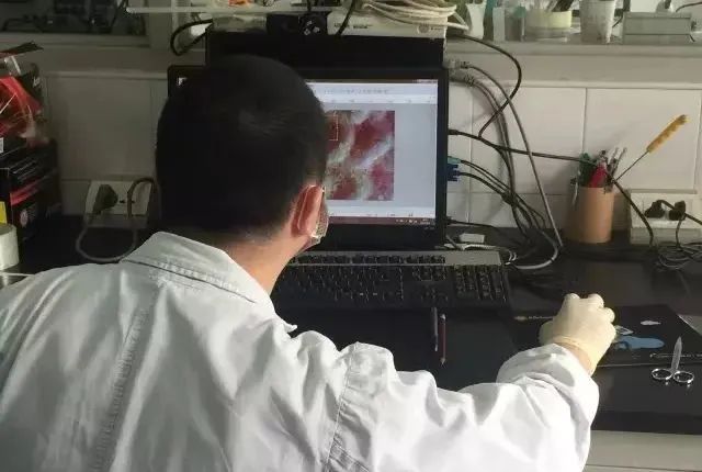 法国Lérane草本净螨贴，萃取天然植物，除螨更安心